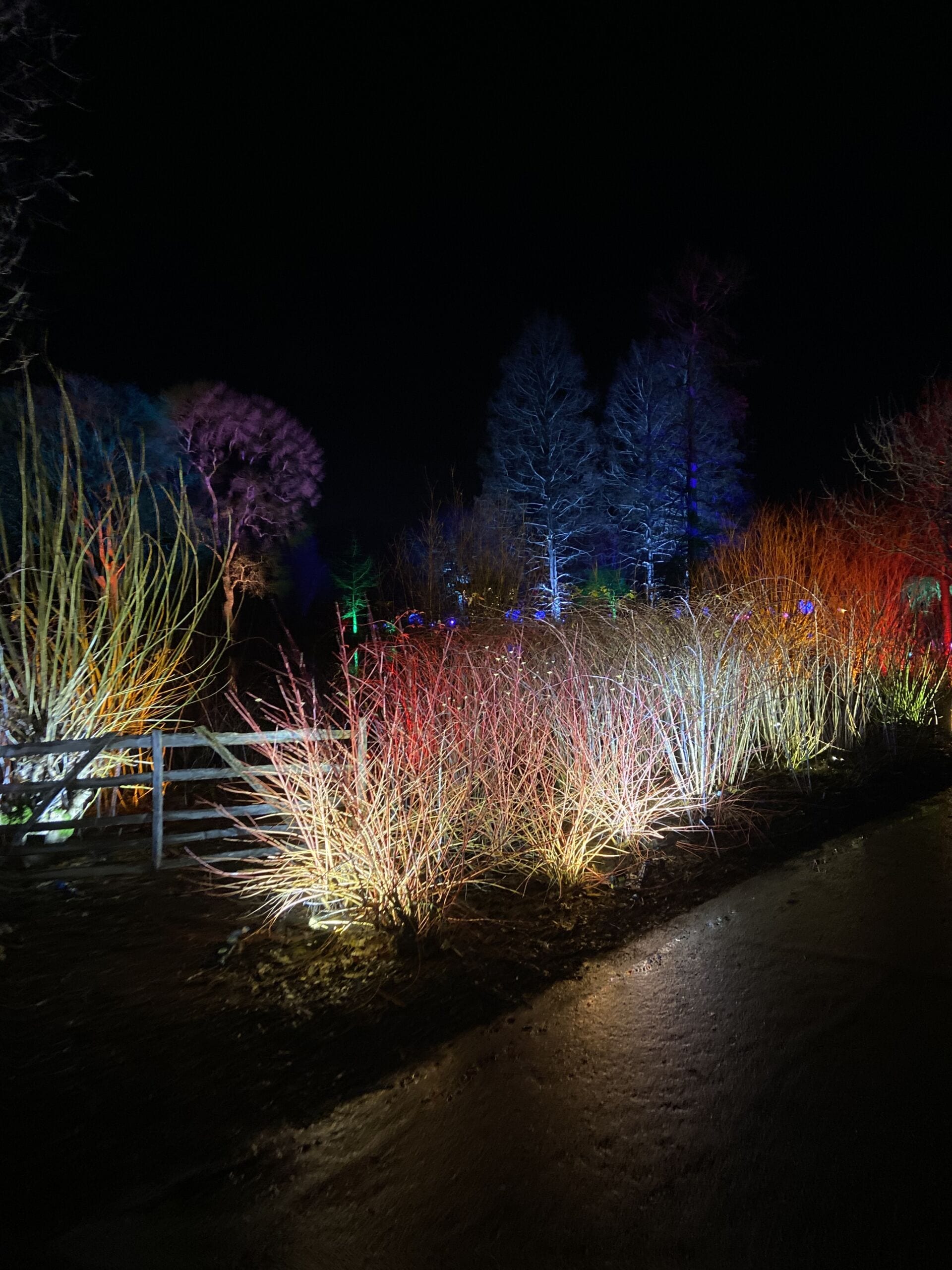 Bushes lit up RHS Wisley Glow