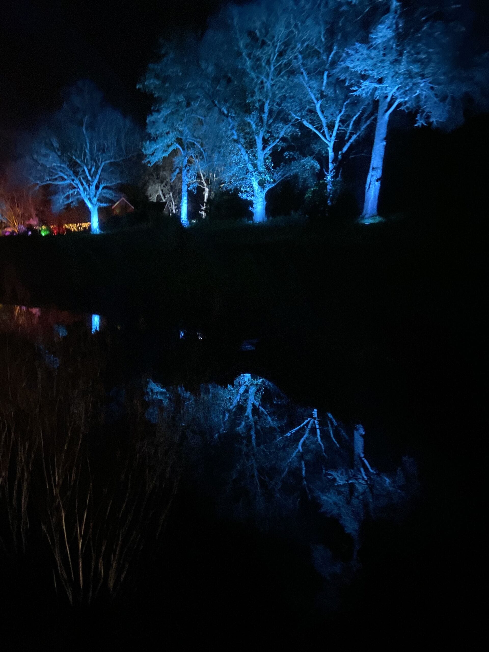 Trees reflected in Water